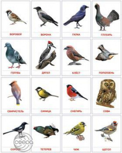 Зимующие птицы. 16 дем.картинок с текстом А5. Сфера