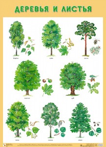 Деревья и листья. Плакат. Мозаика-Синтез