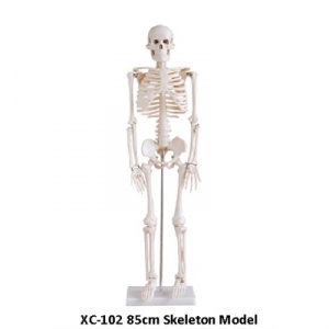 Анатомия Скелет большой 85 см. арт. ХС-102