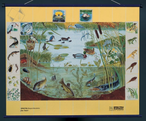 Магнитный плакат "Природное сообщество водоема"