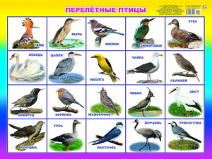 Перелетные птицы. Плакат А2 Леда