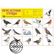 Перелетные птицы. Плакат А2 Сфера