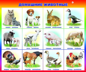 Домашние животные. Плакаты А2 Леда
