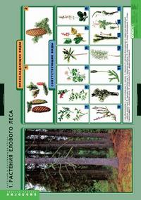 Растения и окружающая среда. Комплект таблиц по биологии (7 таблиц)