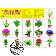 Комнатные растения. Плакат А2 Сфера