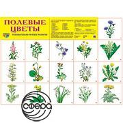 Полевые цветы. Плакат А2 Сфера