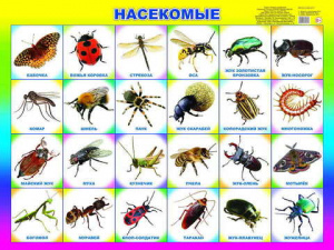 Насекомые. Плакат А2 Леда
