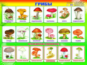 Грибы. Плакат А2 Леда