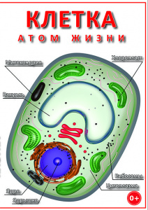 Клетка - атом жизни