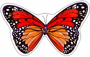 9655 Мини-плакат Бабочка Шоколадница-2