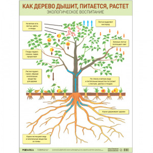 Как дерево дышит, питается, растет. Плакат. Мозаика