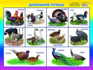 Домашние птицы. Плакат А2 Леда