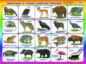 Животные и птицы Северной Америки. Плакат А2 Леда