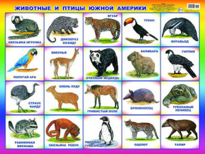 Животные и птицы Южной Америки. Плакат А2 Леда