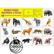 Животные жарких стран. Плакат А2 Сфера