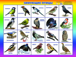 Зимующие птицы. Плакат А2 Леда