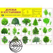 Деревья и кустарники. Плакат А2 Сфера