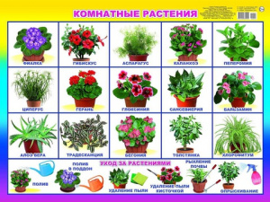 Комнатные растения. Плакат А2 Леда