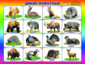 Дикие животные. Плакат А2 Леда