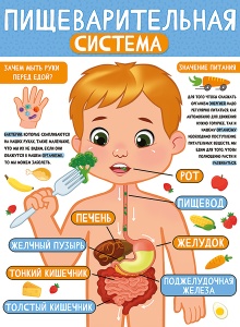 22.137 Пищеварительная система. Плакат А2