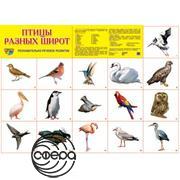 Птицы разных широт. Плакат А2 Сфера