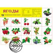 Ягоды. Плакат А2 Сфера