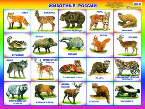 Животные России. Плакат А2 Леда
